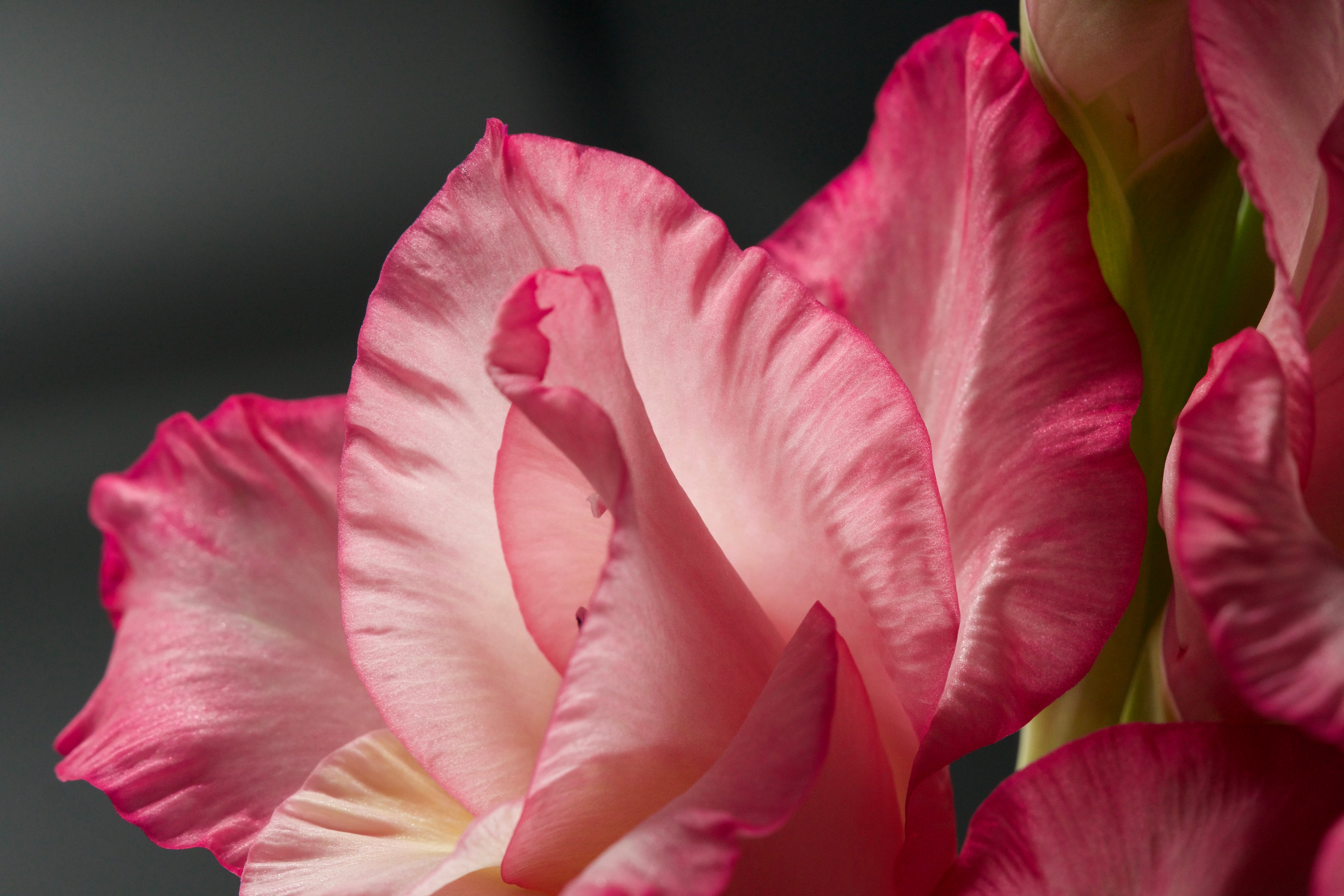 Eastern Gladiolus flower macro photo print