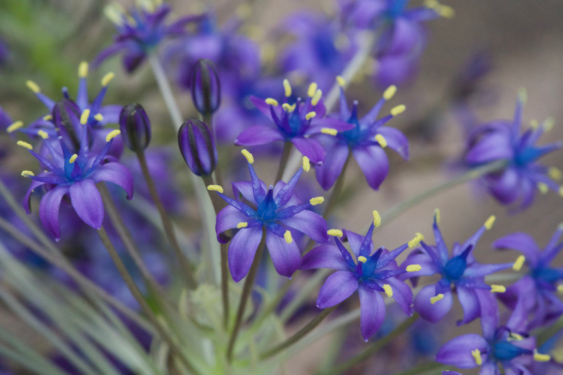 Macro photo of a Portuguese squill flower 
