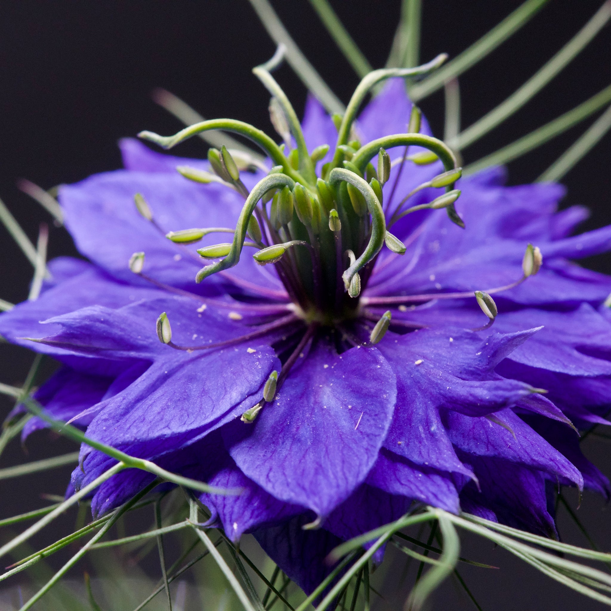 Macro photo of a love-in-a-mist flower