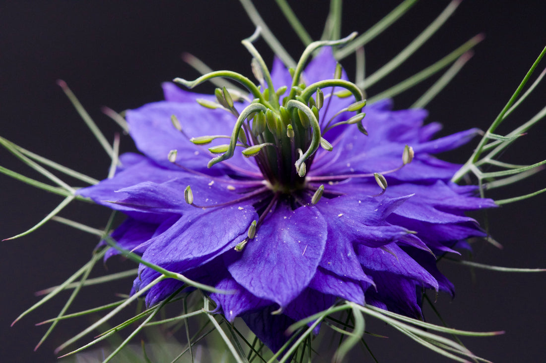 Macro photo of a purple love-in-a-mist flower