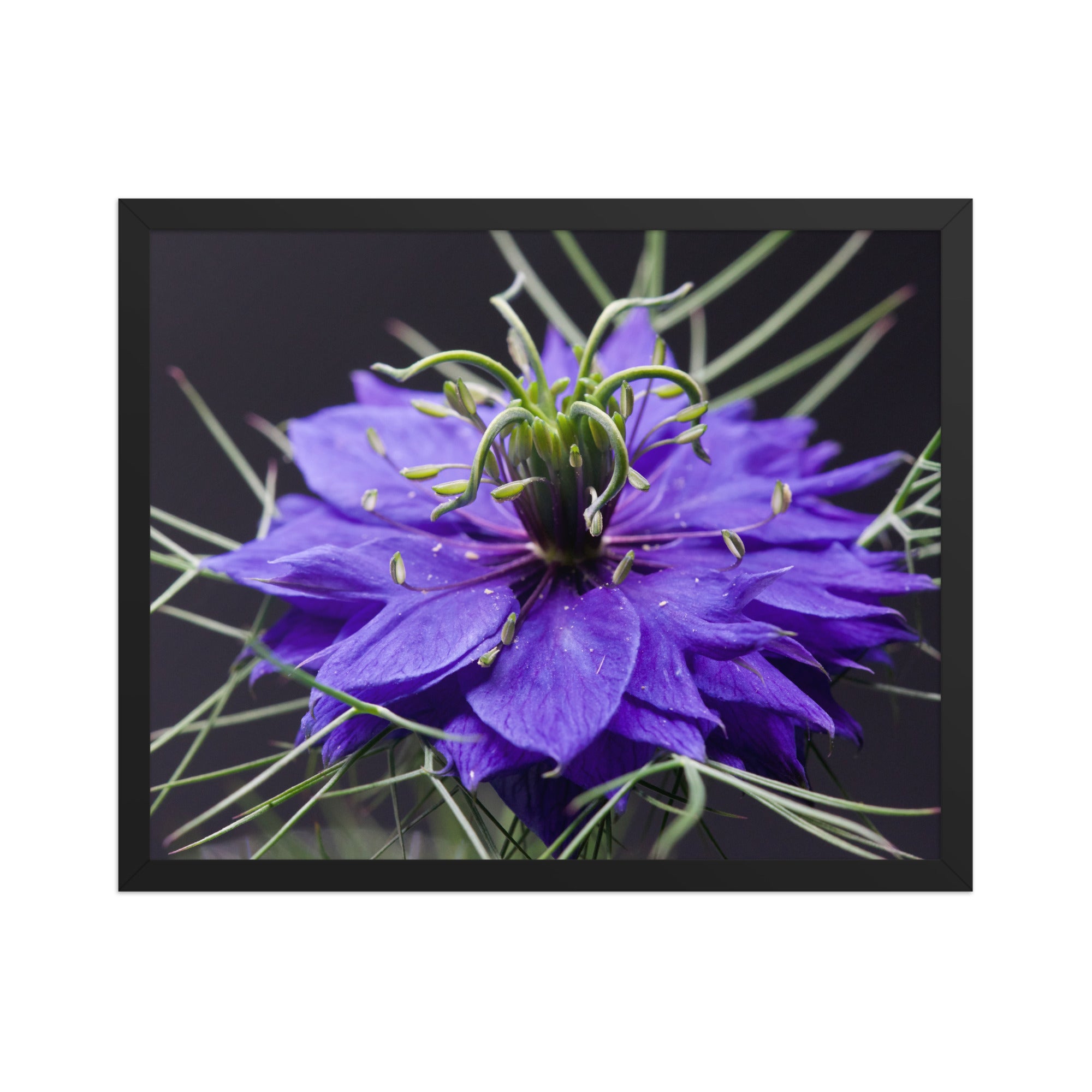 Love-in-a-mist flower macro photo print