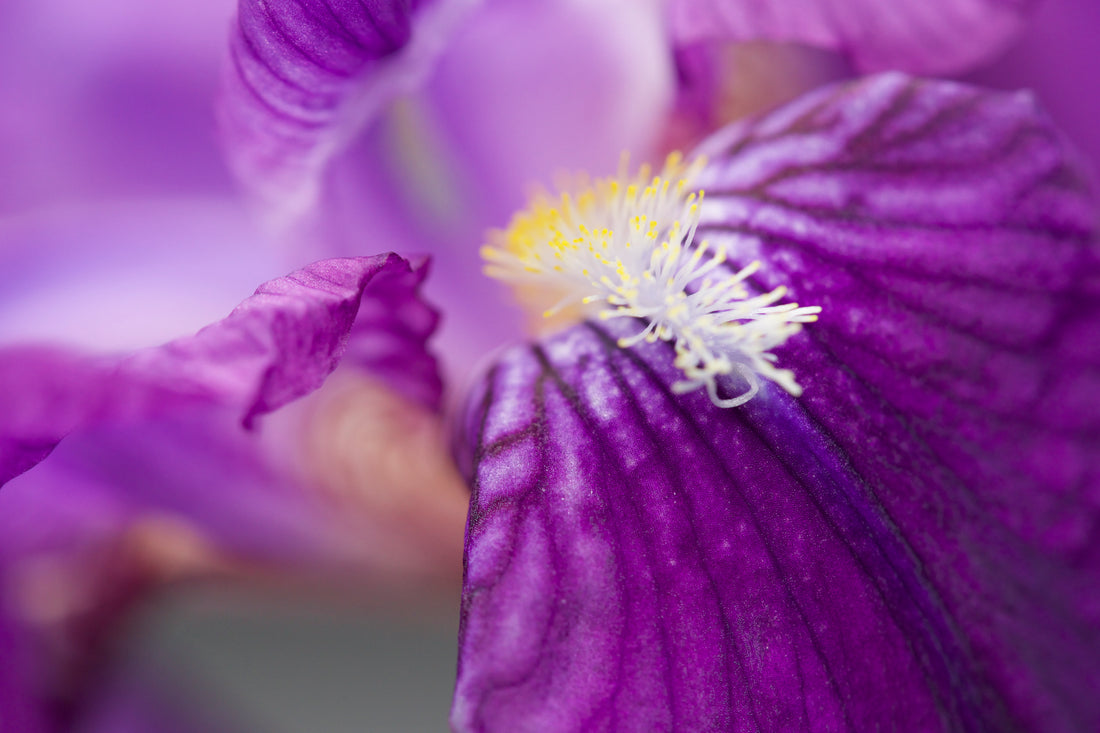 Macro photo of an Iris flower 