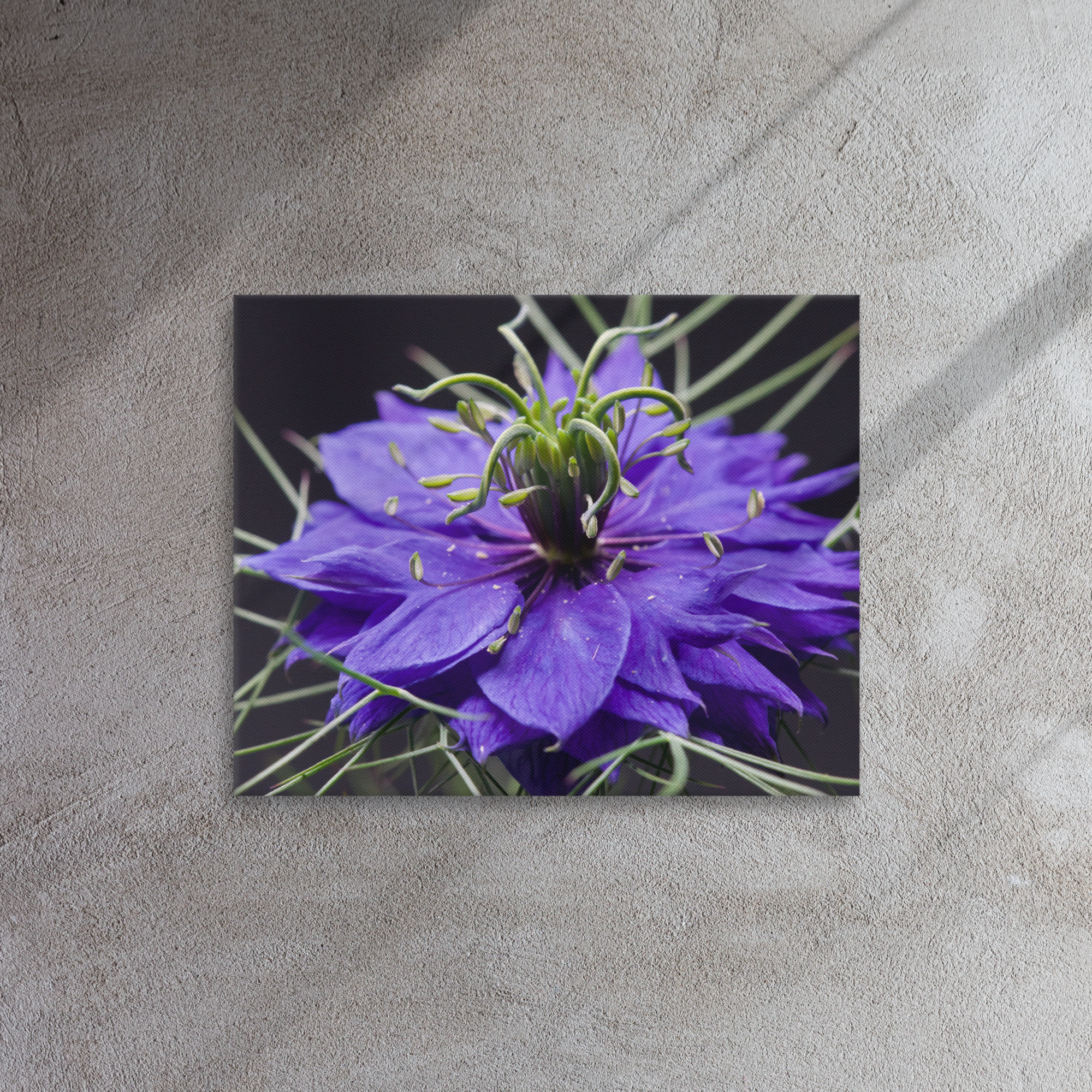 Love-in-a-mist flower macro photo print